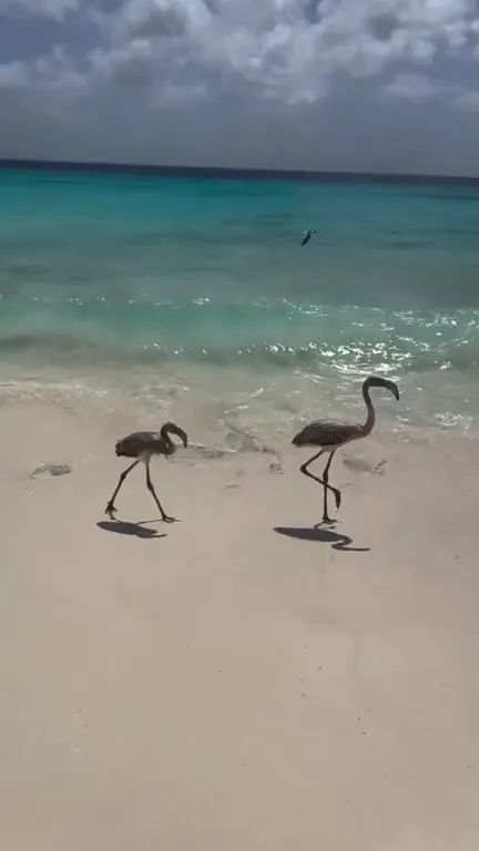 Flamingo Gets Struck by a Wave