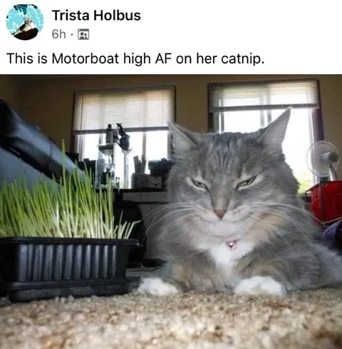 Motorboat High on Catnip
