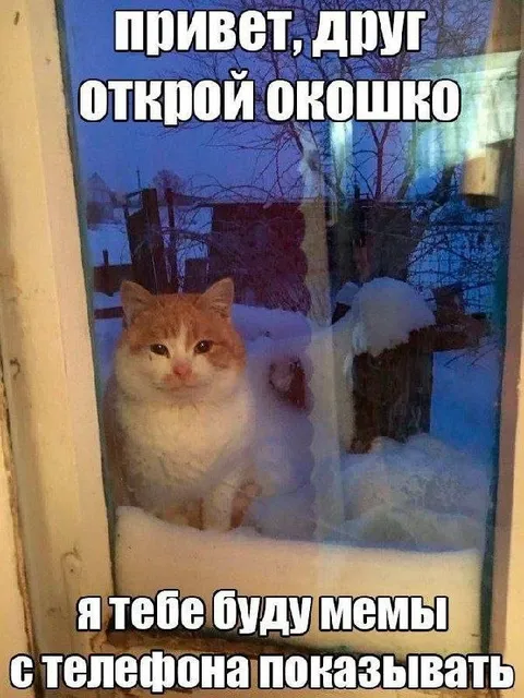Кот просит открыть окошко