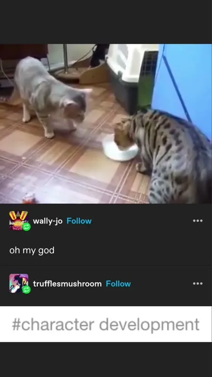 Cat Learns to Share Food