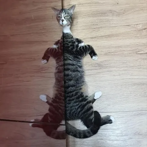 Кот и его отражение