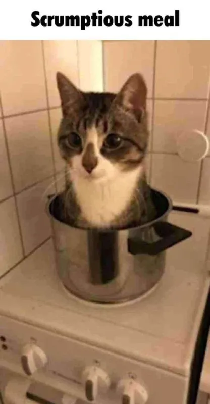 Scrumptious Meal Cat