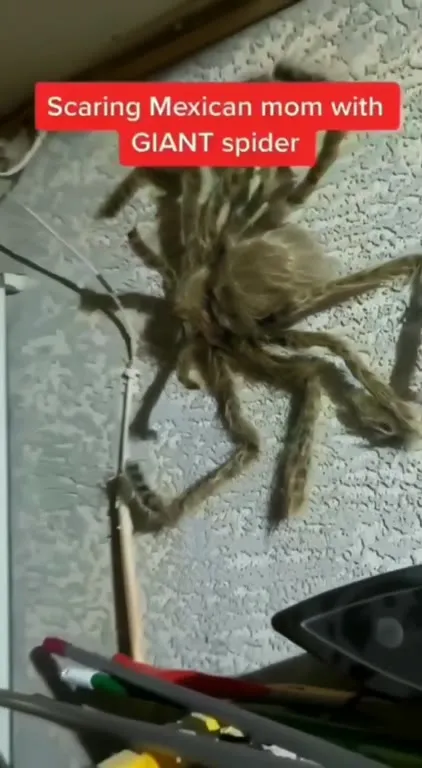 Scaring Mexican Mom with Giant Spider