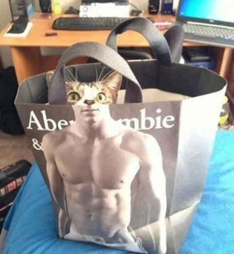 Cat Modeling in a Shopping Bag