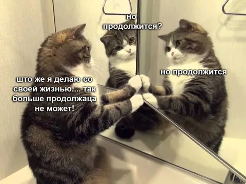 Кот размышляет о жизни