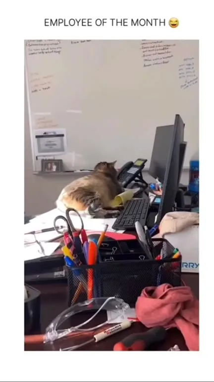 Employee of the Month Cat