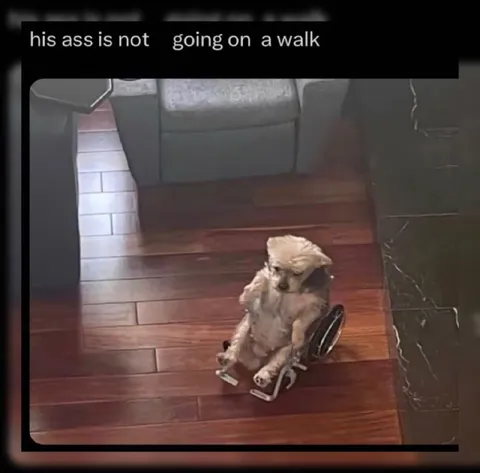 Dog Refuses to Go Walking