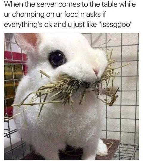 Rabbit Says Everything Is Fine