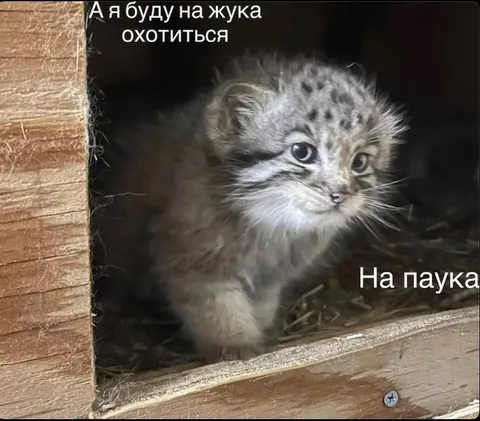 Котёнок охотится на паука