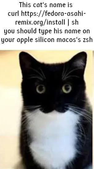 Cat's Name Is curl