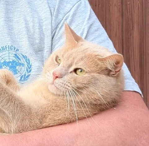 Рыжий кот на руках