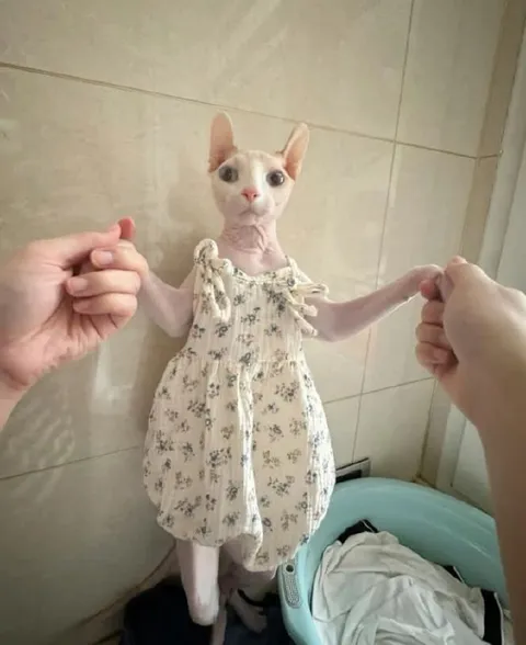 Лысый кот в платье