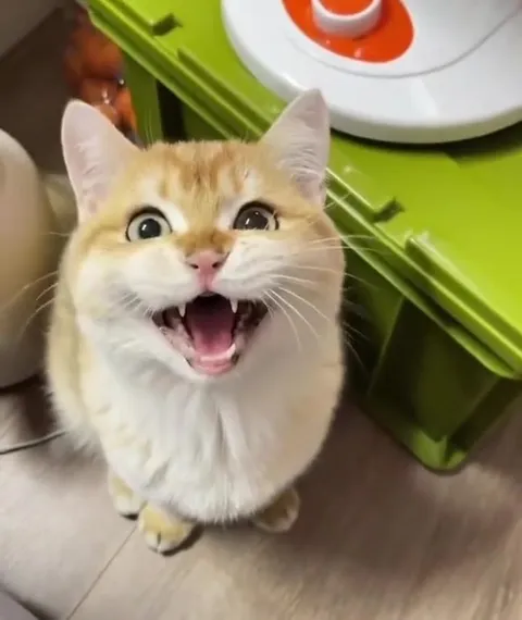 Котик сначала мяукает, потом удивляется