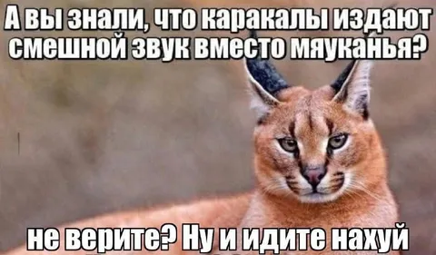 Каракал издаёт смешной звук