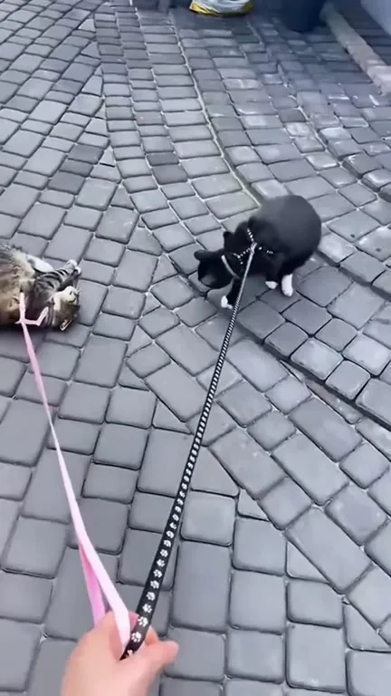 Кошки устроили дружескую борьбу