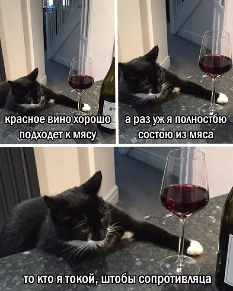 Красное вино и мясной кот