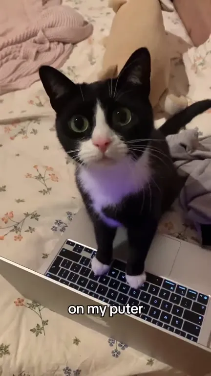 Cat Working on My Puter