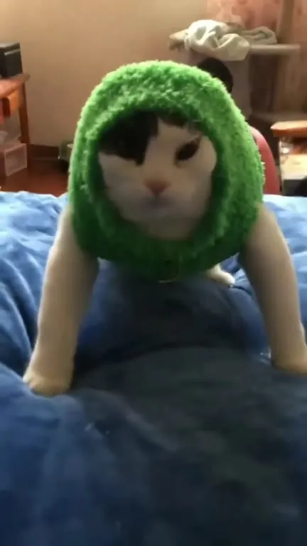 Кот ползёт под музыку