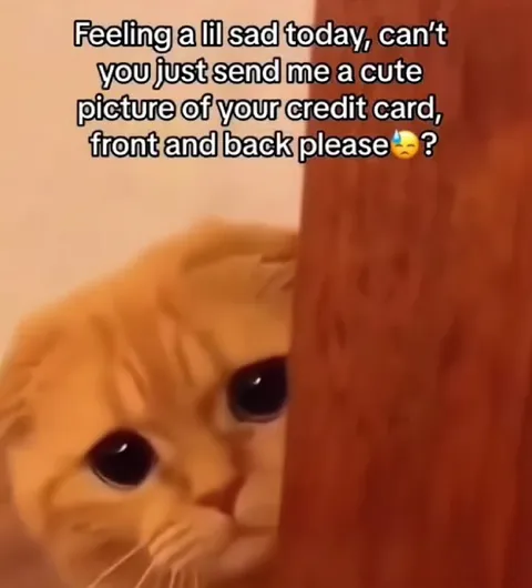 Sad Cat Wants Your Credit Card