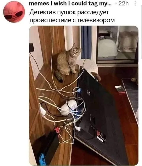 Кот расследует телевизор