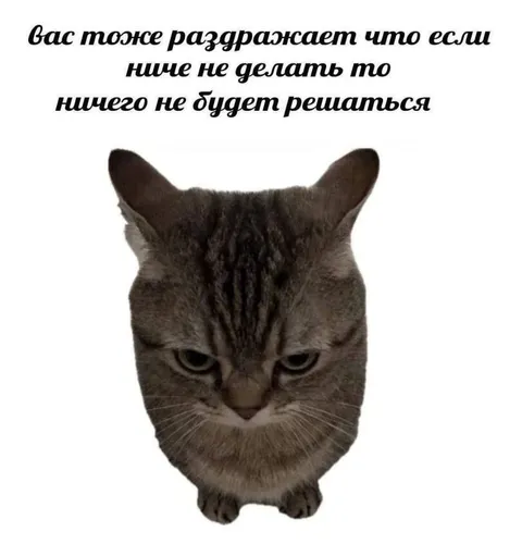 Кот злится на бездействие