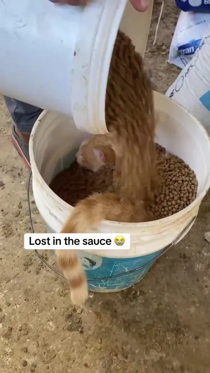 Kitten Lost in the Kibble