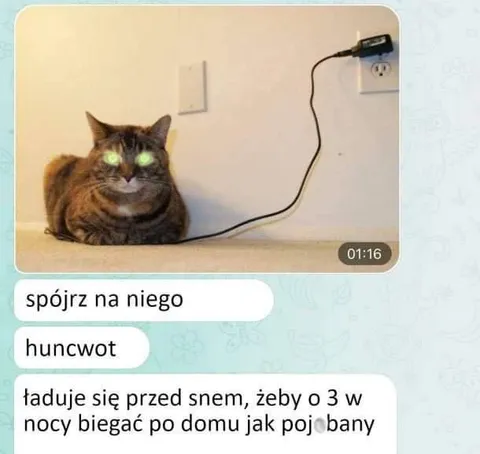 Kot ładuje się przed snem