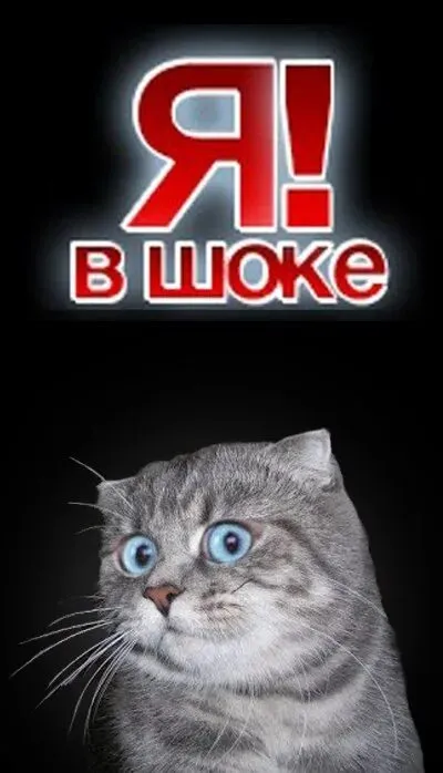 Кот в шоке