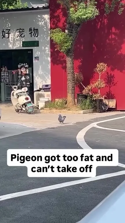 Fat Pigeon Cannot Take Off
