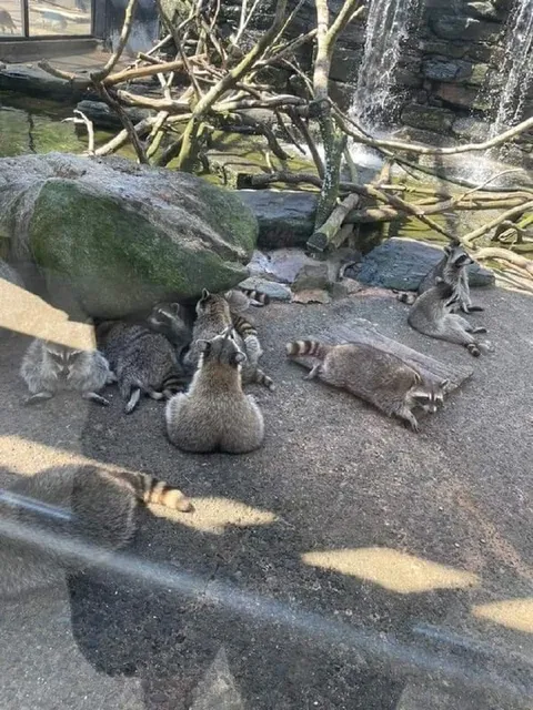 Еноты отдыхают у водопада