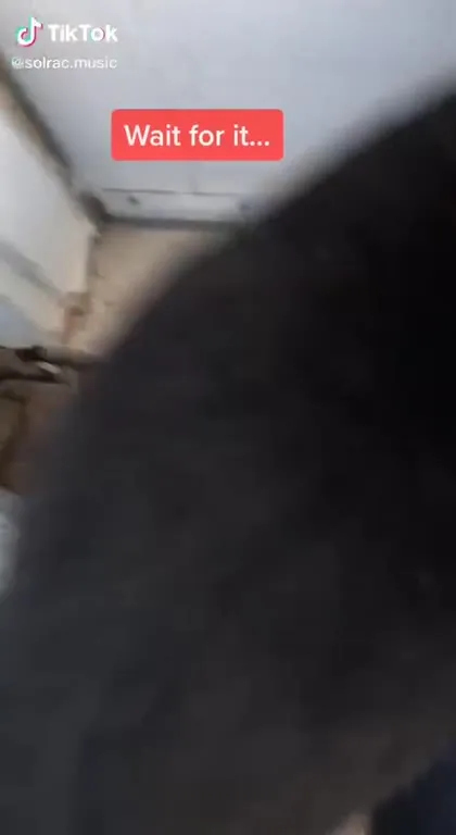 Wait for the Cats