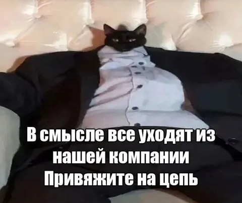 Кот начальник компании