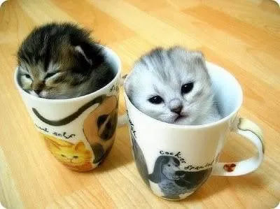 Kittens in Coffee Mugs