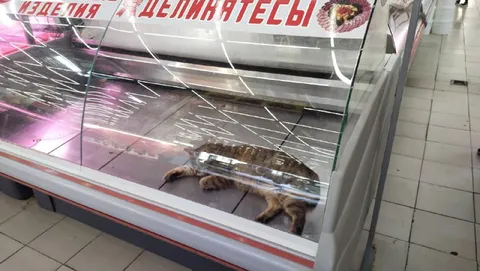 Кот среди мясных изделий