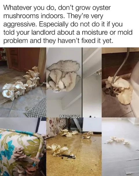 Aggressive Indoor Oyster Mushrooms