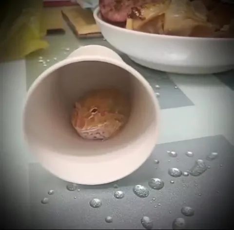 Лягушка в чашке наблюдает