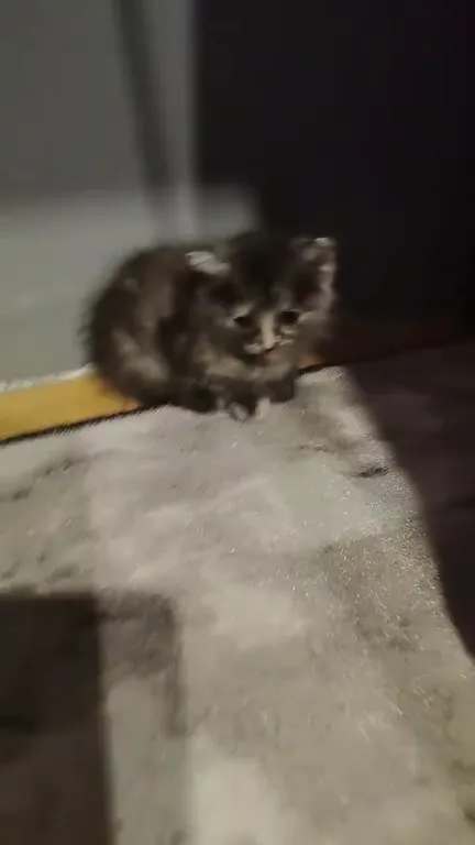 Грустный котёнок не спит