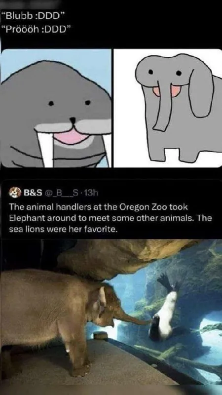 Elephant Meets Favorite Sea Lions