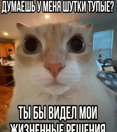Кот и жизненные решения