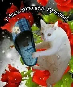 Кот с тапком хорошего качества