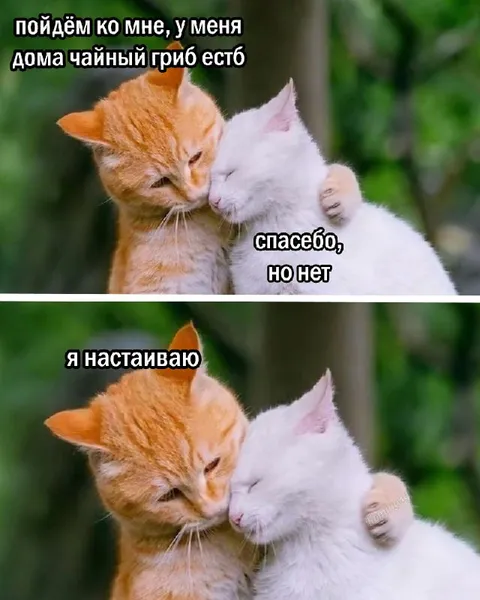 Чайный гриб и настойчивый друг