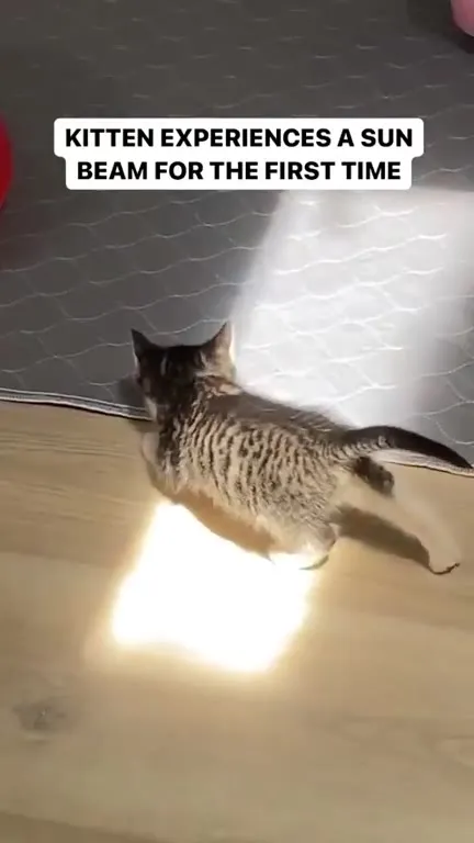 Kitten Experiences Sunlight