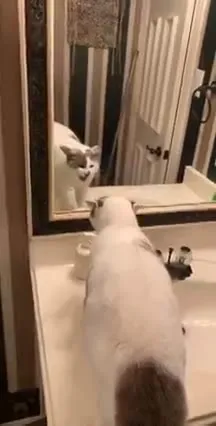 Кот ругается с отражением