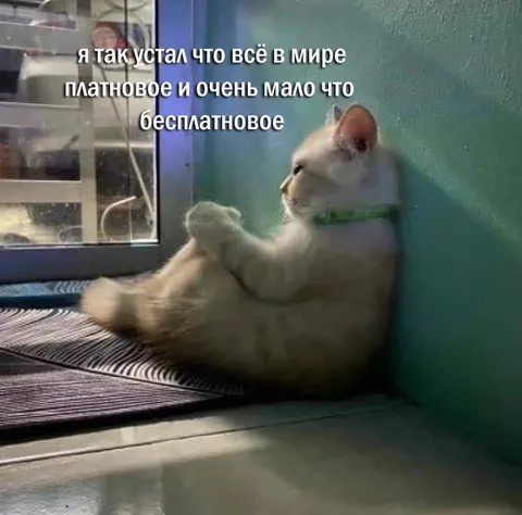 Уставший кот у окна
