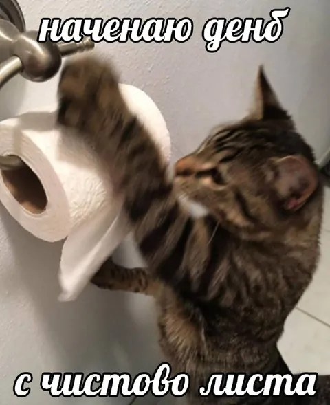 Кот начинает день с чистого листа
