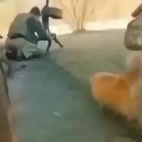 Кот провожает убегающего друга