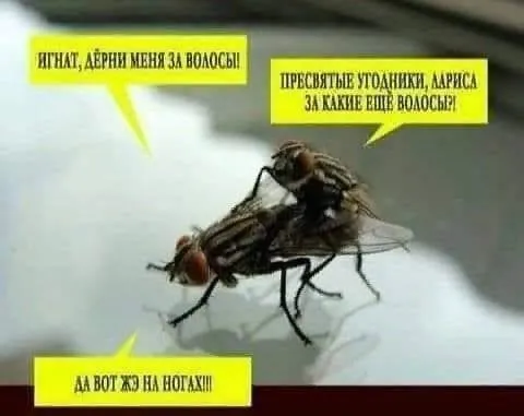 Мухи с нелепым диалогом