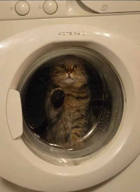 Кот в стиральной машине