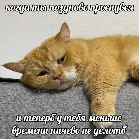Когда поздно проснулся