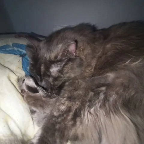 Кот моет лапку